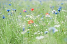 Sommerwiese