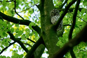 Der Aufpasser im Baum