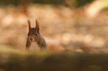 Frühaufsteher im Wald