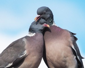 Seid sanft wie die Tauben...