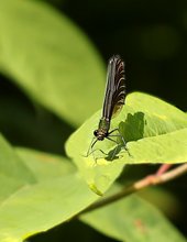 Blauflügel-Prachtlibelle?