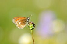 Rotbraunes Wiesenvögelchen  (Coenonympha glycerion)