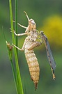 Anax Imperator- Leere Hülle- Goldener Reiter