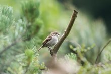 Junger Spatz im Wildwuchs