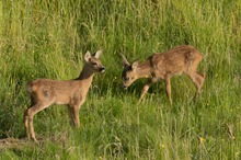 Abends auf einer Wiese...