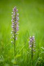 Orchideenzeit