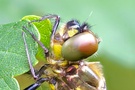 Libelle in Groß