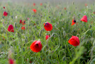 Mohn