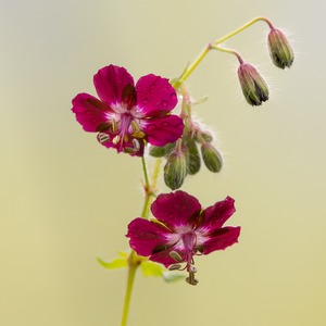 Brauner Storchschnabel Geranium phaeum