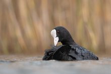 Das kleine Schwarze muss sitzen