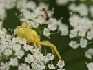 Veränderliche Krabbenspinne