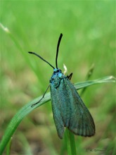 Blau-Grün Metallic