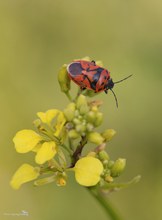 Schwarzrückige Gemüsewanze (Eurydema ornata)