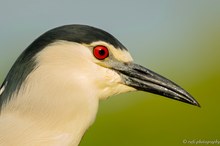 Portrait des Nachteihers