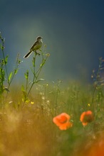 Mohn mit Vogel