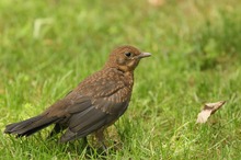 Klein Amsel