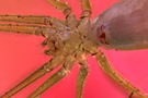 Die Zitterspinne