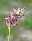 Wanzenknabenkraut (Anacamptis coriophora)