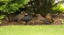 Familie Amsel