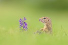 Ziesel mit Blüte