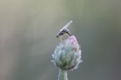 Bohrfliege bei der Arbeit