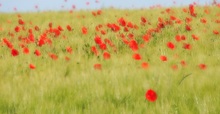 doppelter Mohn