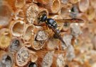 Überstunden im Insektenhotel - Bericht