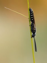 Getreidehalmwespe (Cephus pygmaeus)