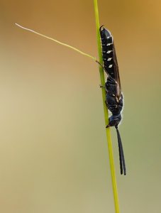 Getreidehalmwespe (Cephus pygmaeus)