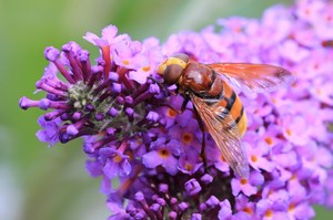 Am Sommerflieder