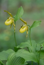 Frauenschuh speziell (Goldschuh) – Cypripedium calceolus var flavum