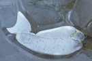 Delfin?