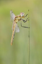 Frühe Heidelibelle (Sympetrum fonscolombii)