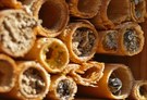 Müde Gesichter im Insektenhotel - Update