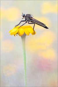 Barbarossa-Fliege (Eutolmus rufibarbis)