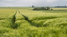 Bald ist Erntezeit