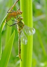 Glänzende Smaragdlibelle