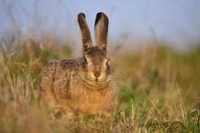 Hase (Lepus europaeus)