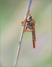 *Stenopogon Sabaudus*