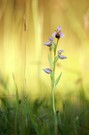 Bienen-Ragwurz (Ophrys apifera)