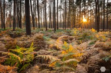 Abendsonne im Farnenwald