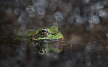 Der Froschkönig....