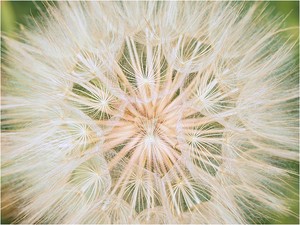 Tragopogon pratensis - Fruchtstand