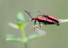 Rüssel-Rotdeckenkäfer,exponiert bei der Paarung