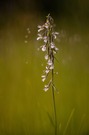 In voller Blüte, die Sumpf-Stendelwurz