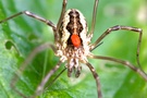 Rote Milbe auf Spinne.