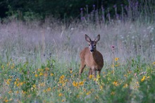 Rehe mögen abwechsungsreiche Kost