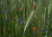 Ein Bett im Kornfeld.....