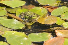 Kleiner Wasserfrosch oder Teichfrosch