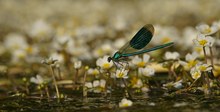 Männchen der Gebänderten Prachtlibelle